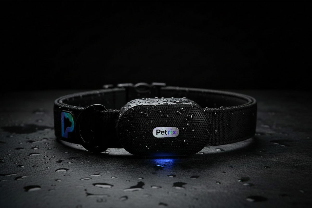 Introducing Petrix: The World's First AI Companion for Your Dog